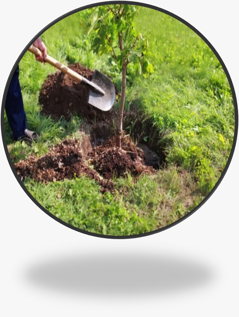 Tree Plantation